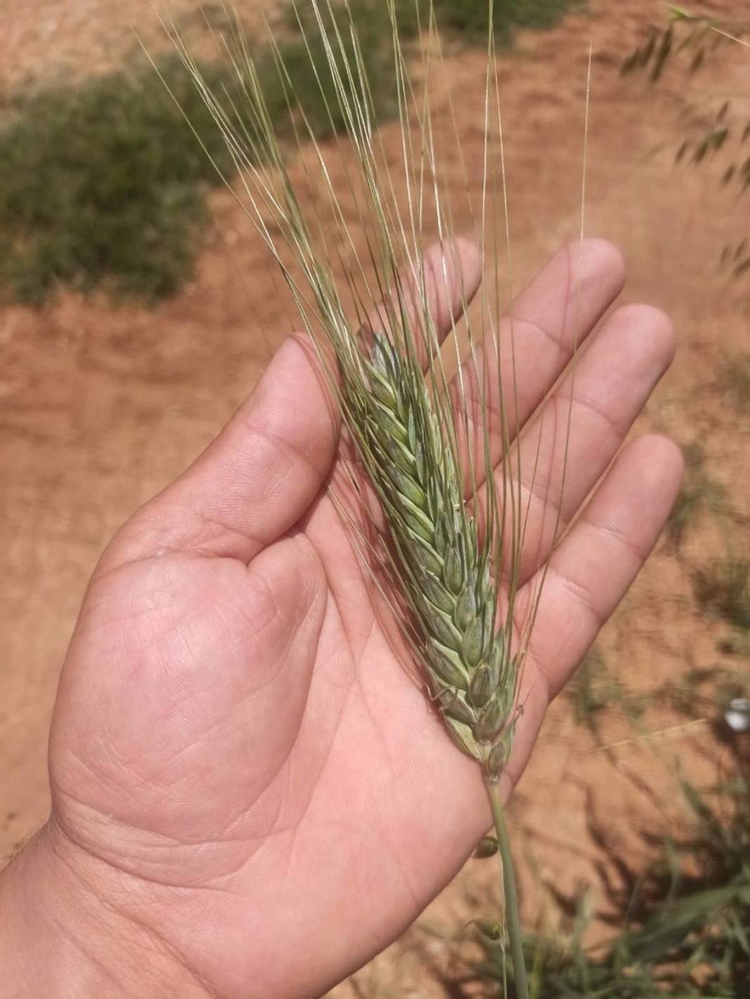 Yağmurdan sonra ortaya çıktı, tarla sahibi büyük şaşkınlık yaşadı! 1.80 metre uzunluğunda, sonunda makarna olacak 6